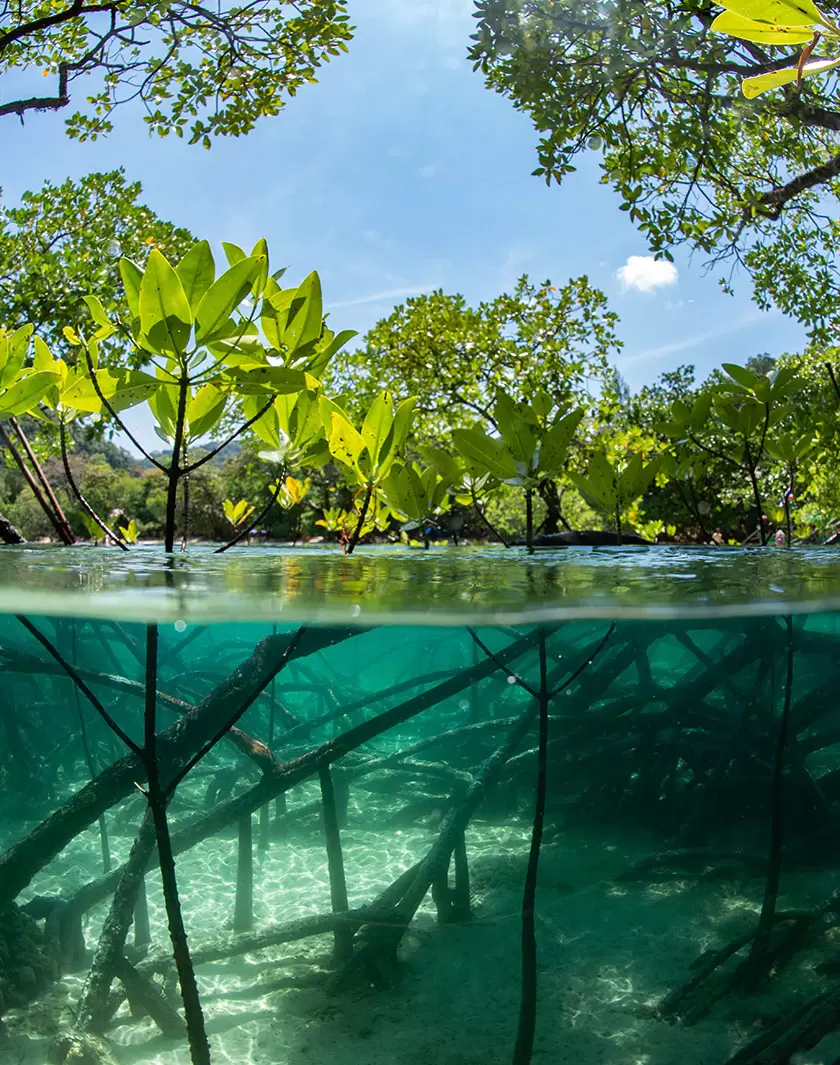 20 prises de parole clés au congrès de l’UICN | (Shutterstock) | Françoise Blind-Kempinski - Directrice éditoriale et réalisatrice (journaliste Les Echos)