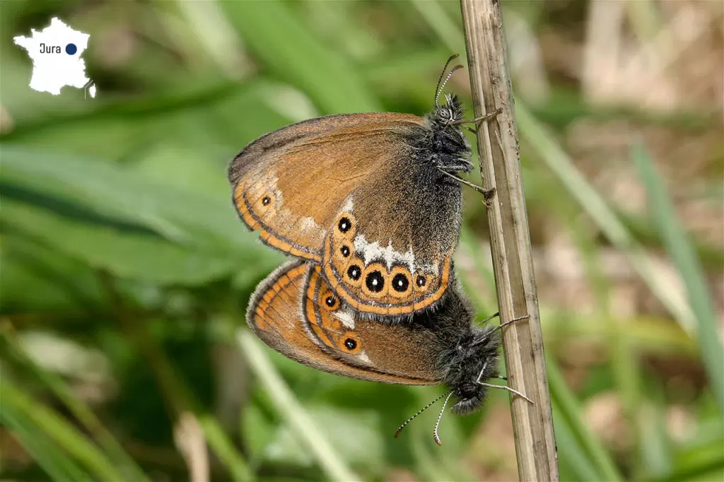 10 espèces d’insectes menacées en France | Crédit photo : Frederic Mora - CBNFC-ORI | Françoise Blind-Kempinski - Directrice éditoriale et réalisatrice (journaliste Les Echos)