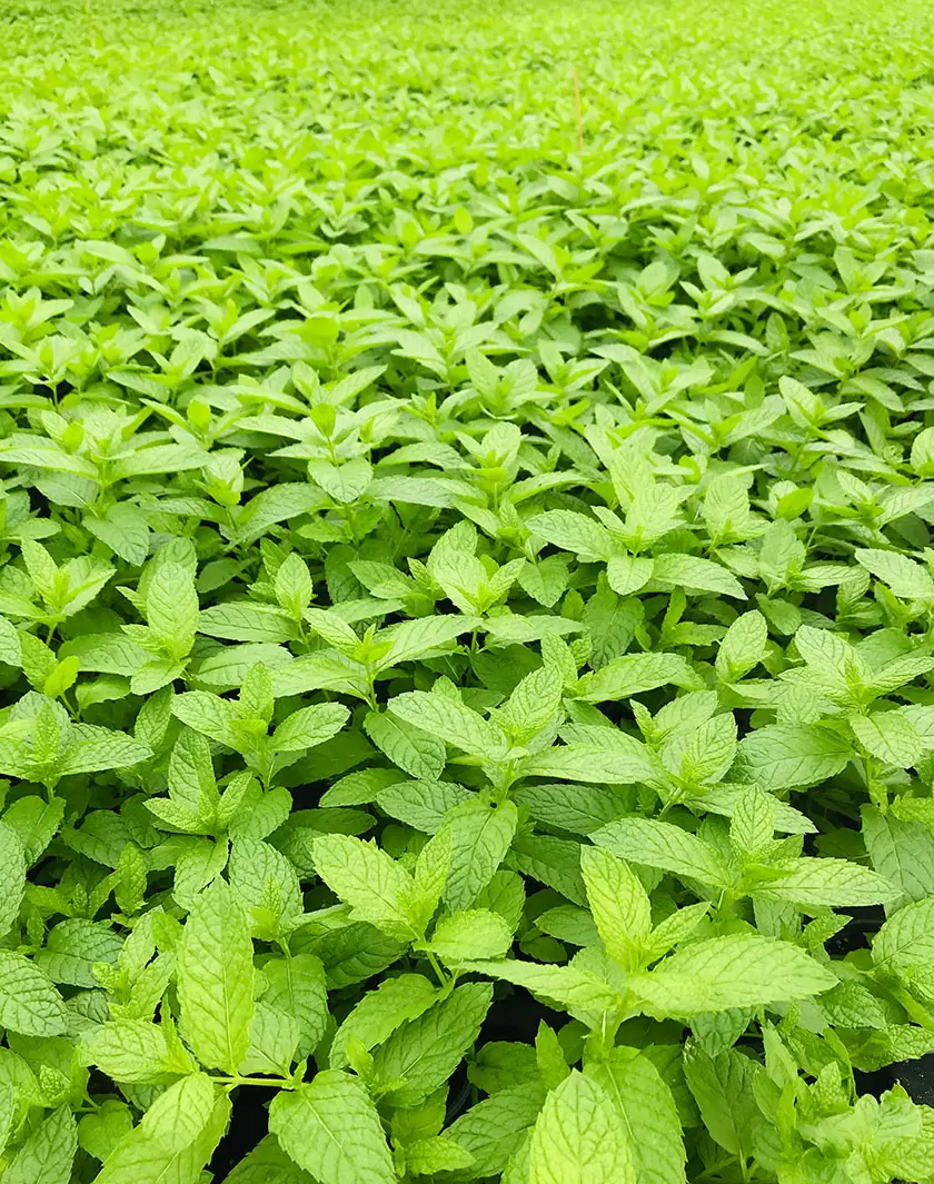 Bioplants, l’entreprise écologique du pot jusqu’à la feuille | La serre de 13 000m² que l’entreprise loue à Saint-Martin-du-Fouilloux abrite une vingtaine d’espèces de plantes aromatiques en pots dont la menthe. (Bioplants | Françoise Blind-Kempinski - Directrice éditoriale et réalisatrice (journaliste Les Echos)