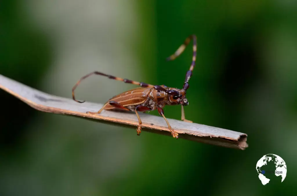 10 espèces d’insectes menacées en France | Crédit photo : Julien Touroult | Françoise Blind-Kempinski - Directrice éditoriale et réalisatrice (journaliste Les Echos)