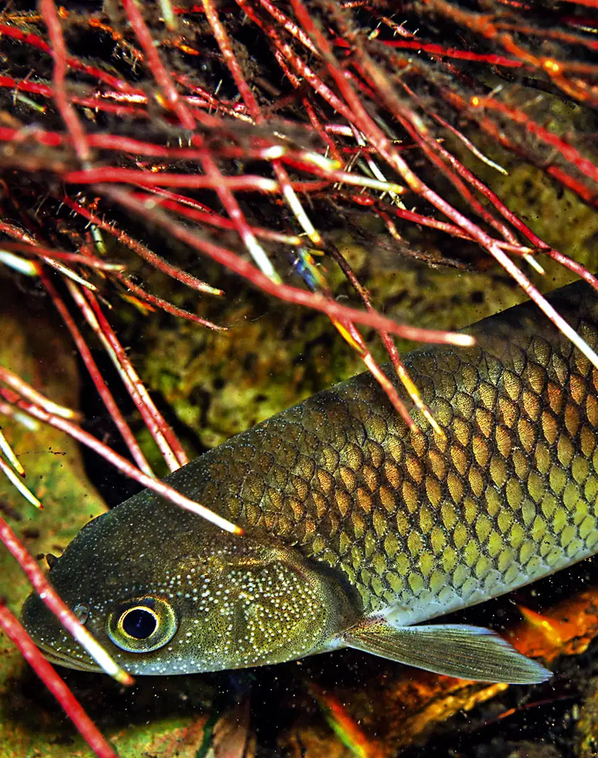 10 espèces de poissons d'eau douce menacées en France | (F. Melki/Biotope) | Françoise Blind-Kempinski - Directrice éditoriale et réalisatrice (journaliste Les Echos)