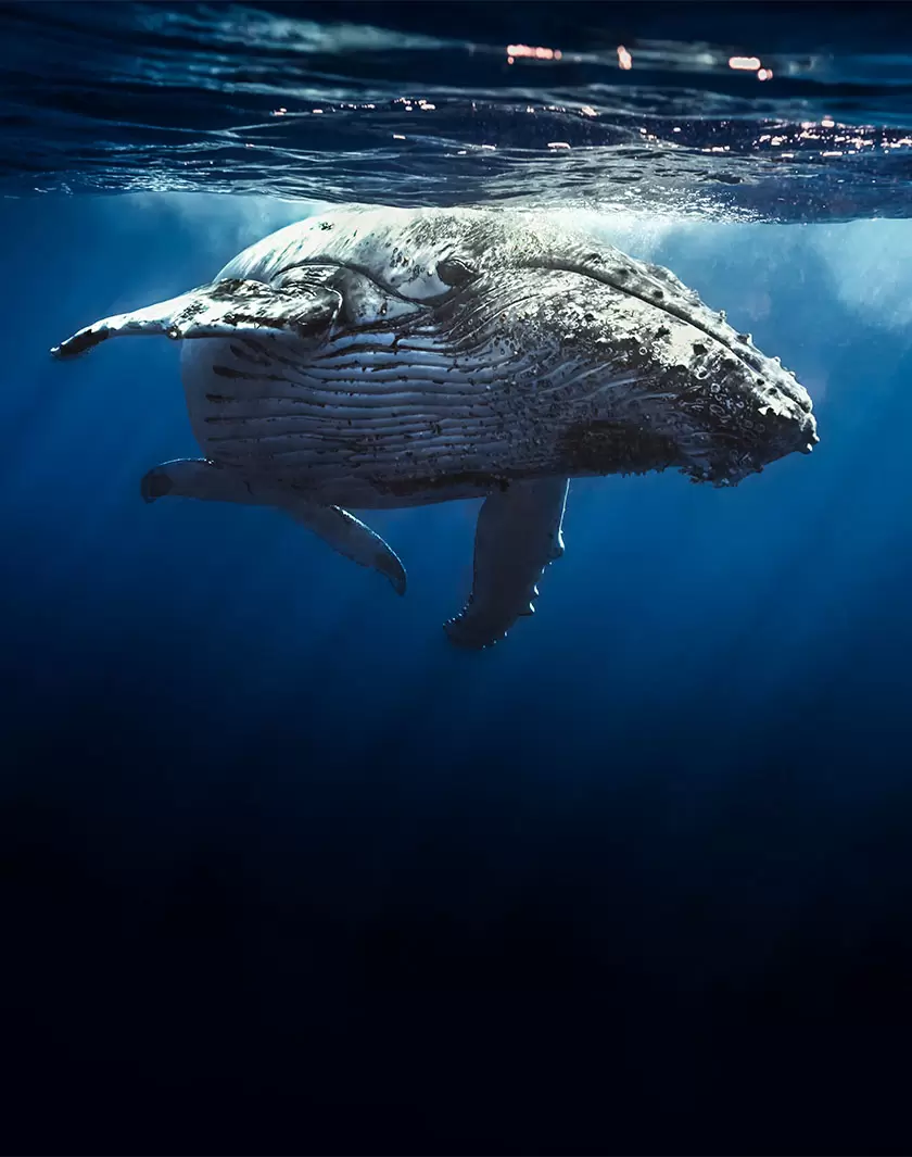 Stopper l’érosion de la biodiversité : l’UICN a fixé le cadre d’action | (Shutterstock) | Françoise Blind-Kempinski - Directrice éditoriale et réalisatrice (journaliste Les Echos)