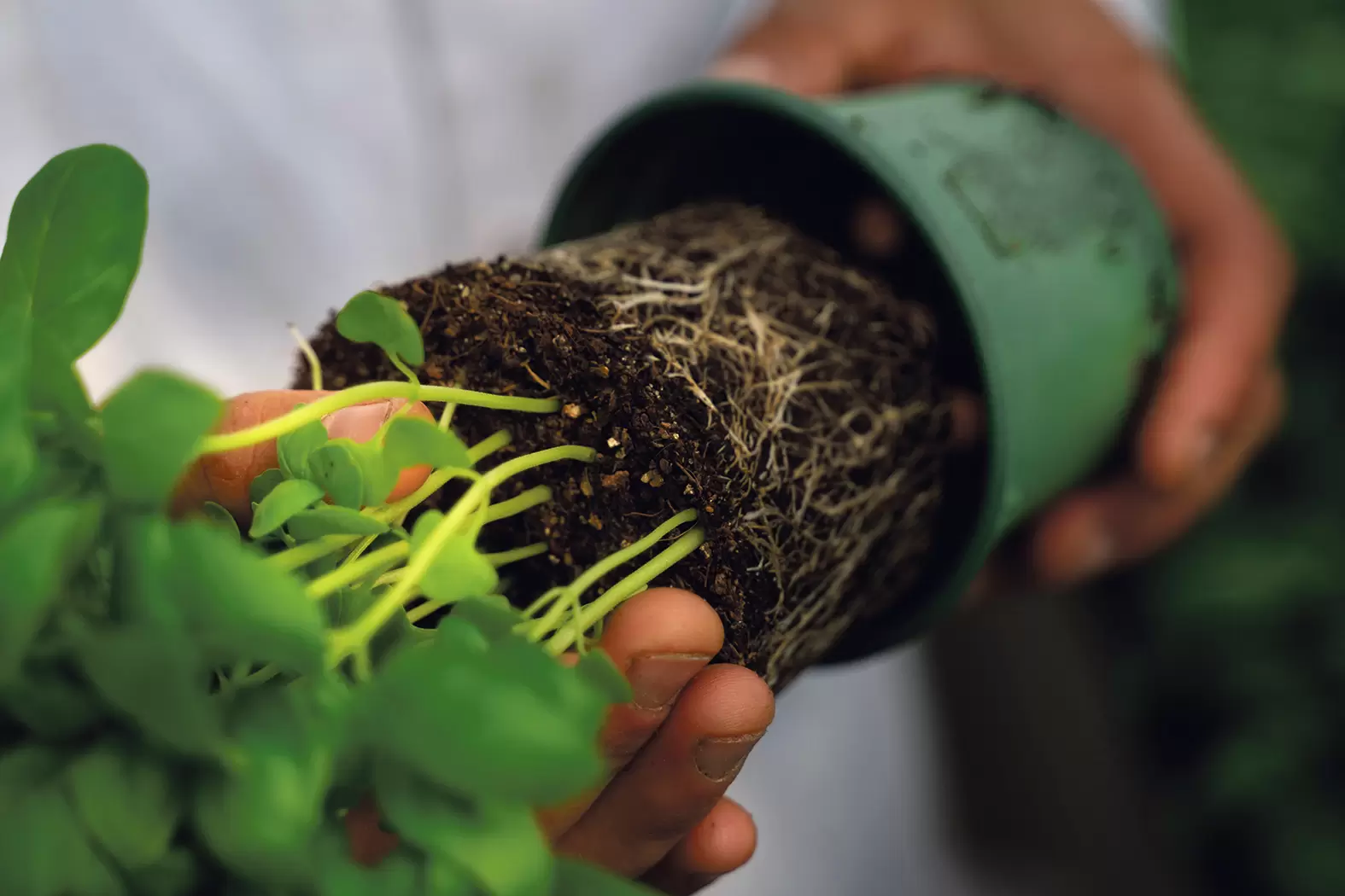 Bioplants, l’entreprise écologique du pot jusqu’à la feuille | Bioplants a développé un pot compostable biosourcé pour les herbes aromatiques. Crédit : Bioplants | Françoise Blind-Kempinski - Directrice éditoriale et réalisatrice (journaliste Les Echos)