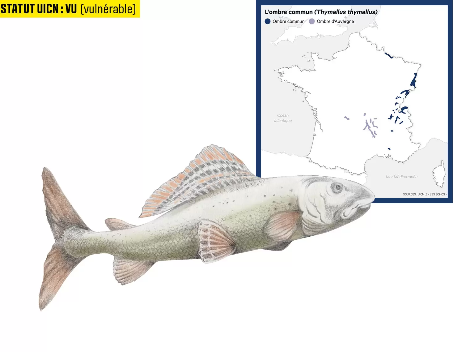 10 espèces de poissons d'eau douce menacées en France | Illustration : Cyril Lachkareff | Françoise Blind-Kempinski - Directrice éditoriale et réalisatrice (journaliste Les Echos)