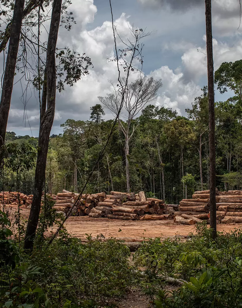 Dix ans pour sauver la forêt tropicale | Bois d'oeuvre récolté légalement dans la forêt nationale de Caxiuana, dans l'État de Para au Brésil | Françoise Blind-Kempinski - Directrice éditoriale et réalisatrice (journaliste Les Echos)