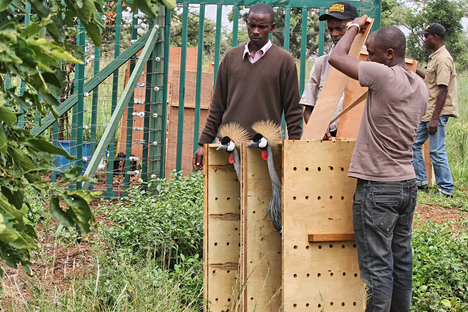 Olivier Nsengimana, le sauveur des grues royales | Olivier Nsengimana et son équipe relâchent deux grues royales, jugées aptes à se retrouver dans la nature après une période de quarantaine. Crédit : Courtesy of Olivier Nsengimana | Françoise Blind-Kempinski - Directrice éditoriale et réalisatrice (journaliste Les Echos)