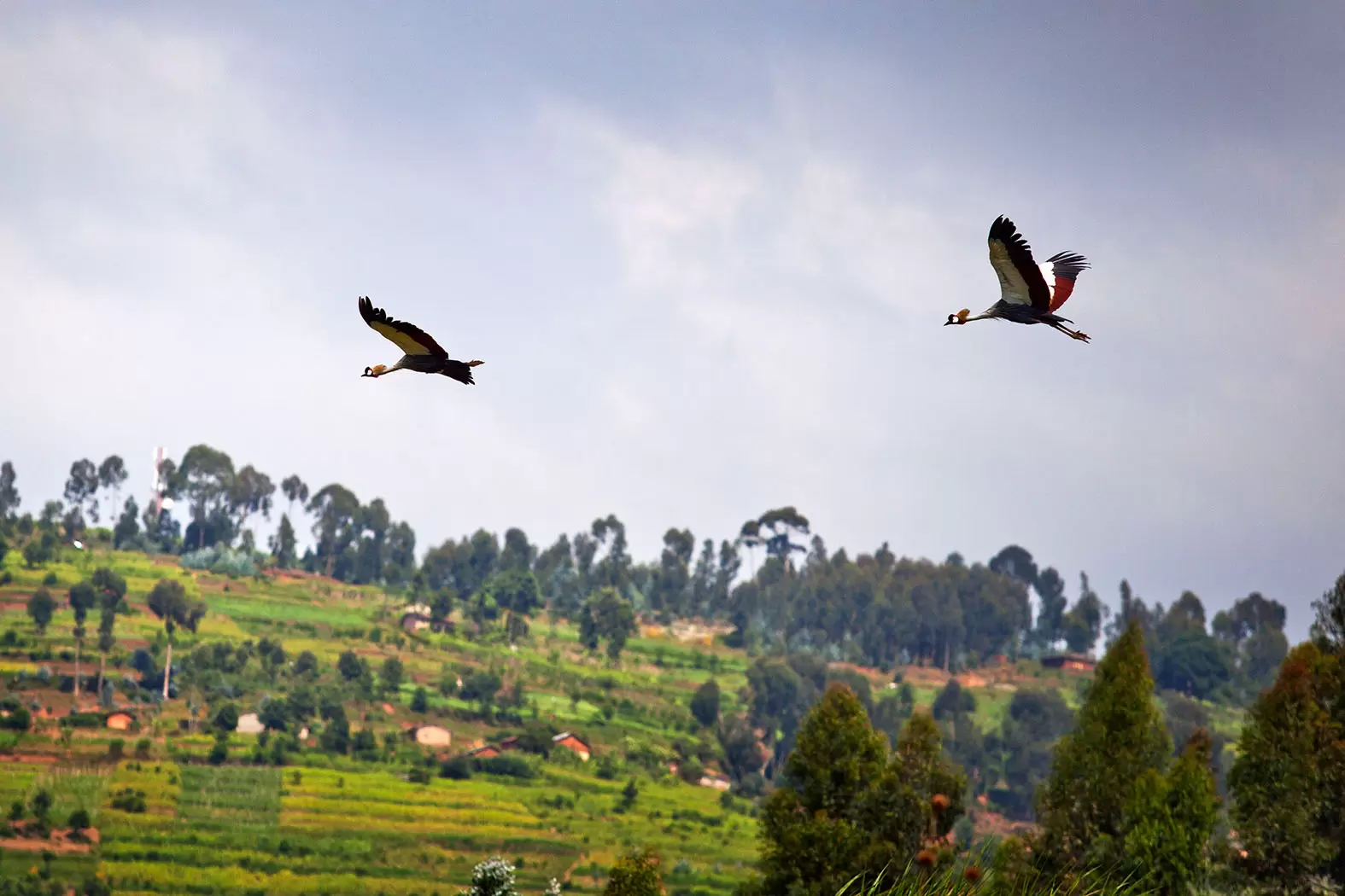 Olivier Nsengimana, le sauveur des grues royales | La grue royale est un symbole de longue vie et de prospérité pour les populations d'Afrique centrale et de l'est. Rolex/Thierry Grobet | Françoise Blind-Kempinski - Directrice éditoriale et réalisatrice (journaliste Les Echos)