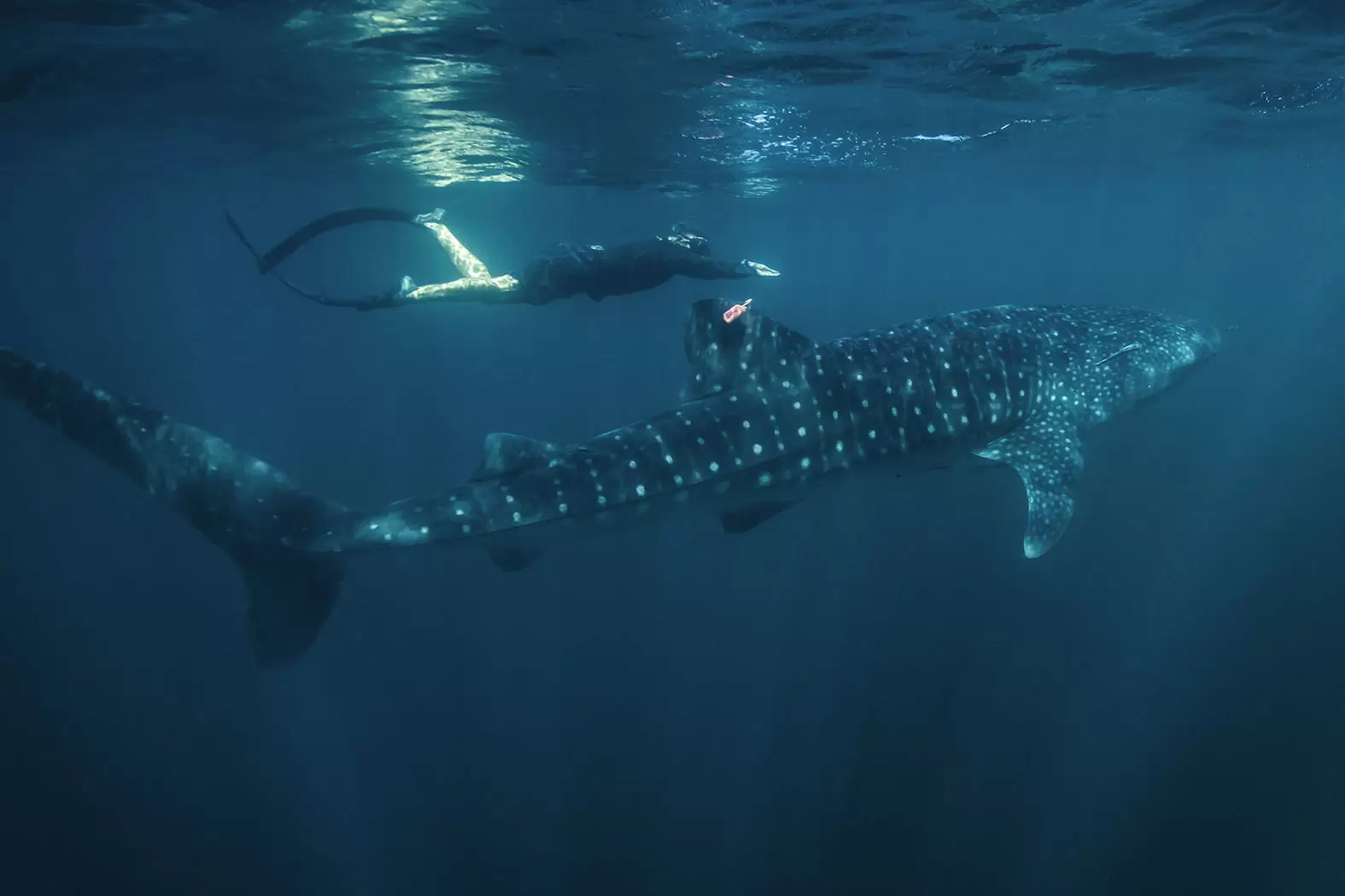 Brad Norman, le champion des requins-baleines | Brad Norman installe une balise sur un requin-baleine. Crédit photo : Rolex/Franck Gazzola | Françoise Blind-Kempinski - Directrice éditoriale et réalisatrice (journaliste Les Echos)