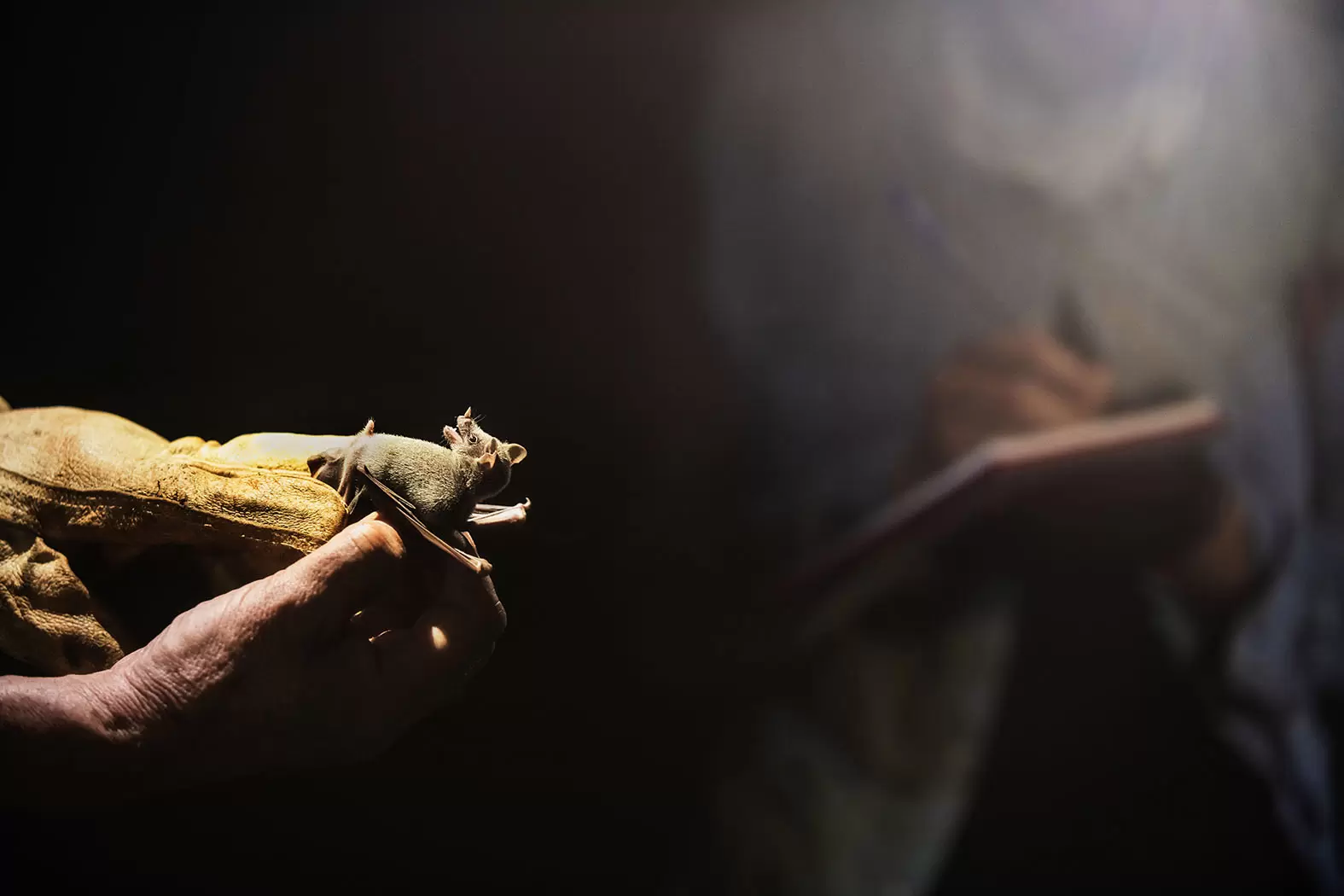 Rodrigo Medellin, serial conservateur | Rodrigo Medellín tient une chauve-souris dans les grottes de Juxtlahuaca au Mexique. Crédit photo : Rolex/Diego Bresani | Françoise Blind-Kempinski - Directrice éditoriale et réalisatrice (journaliste Les Echos)