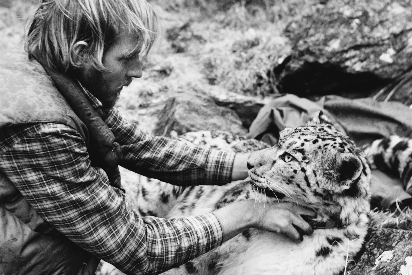 Rodney Jackson danse avec les léopards des neiges | En 1986, Rodney Jackson passe un collier radio autour du cou d'un léopard des neiges sous calmants dans l'ouest du Népal. Crédit : Darla Hillard 1986, National Geographic Society | Françoise Blind-Kempinski - Directrice éditoriale et réalisatrice (journaliste Les Echos)