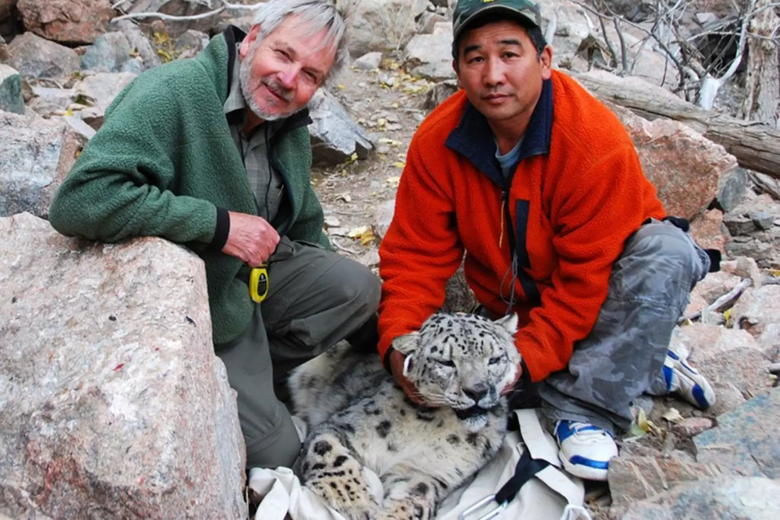 Rodney Jackson danse avec les léopards des neiges | Dr. Rodney Jackson et Dr. B. Munkhtsog avec un léopard endormi par sédatifs : la collecte de données est toujours un élément important de la protection de l'espèce.Crédit : Courtesy of Rodney Jackson | Françoise Blind-Kempinski - Directrice éditoriale et réalisatrice (journaliste Les Echos)