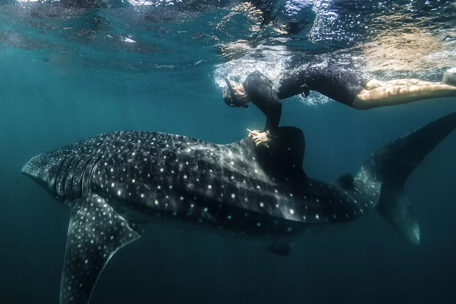 Brad Norman, le champion des requins-baleines | Méconnu et craint en raison de son appartenance à la famille des requins et de sa taille (de l’ordre de 14 mètres de long), ce poisson pourtant complètement inoffensif est décimé, au même titre que ses autres congénères. Crédit photo : Rolex/Franck Gazzola | Françoise Blind-Kempinski - Directrice éditoriale et réalisatrice (journaliste Les Echos)