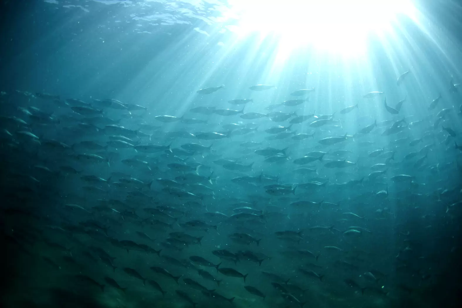 La pandémie de matière plastique | papiers-2-poisson-ocean - Crédit : iStock | Françoise Blind-Kempinski - Directrice éditoriale et réalisatrice (journaliste Les Echos)