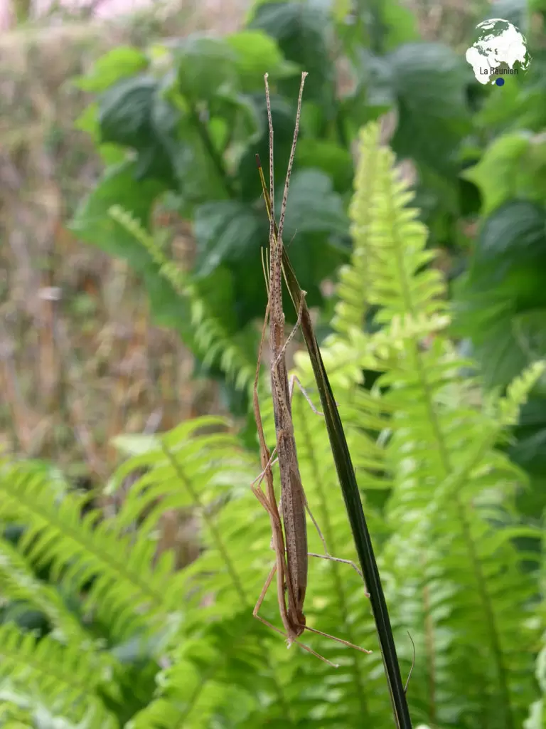10 espèces d’insectes menacées en France | Crédit photo : Dominique Martir | Françoise Blind-Kempinski - Directrice éditoriale et réalisatrice (journaliste Les Echos)