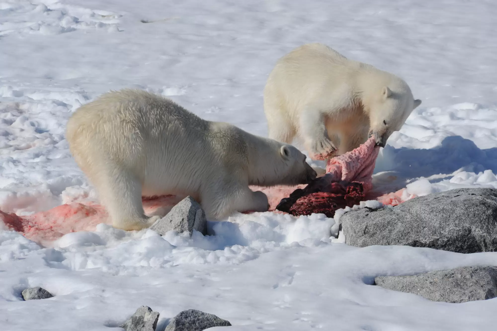 Diaporama : le seigneur de l’Arctique en danger | Crédit photo : Christian Kempf/Grands Espaces | Françoise Blind-Kempinski - Directrice éditoriale et réalisatrice (journaliste Les Echos)