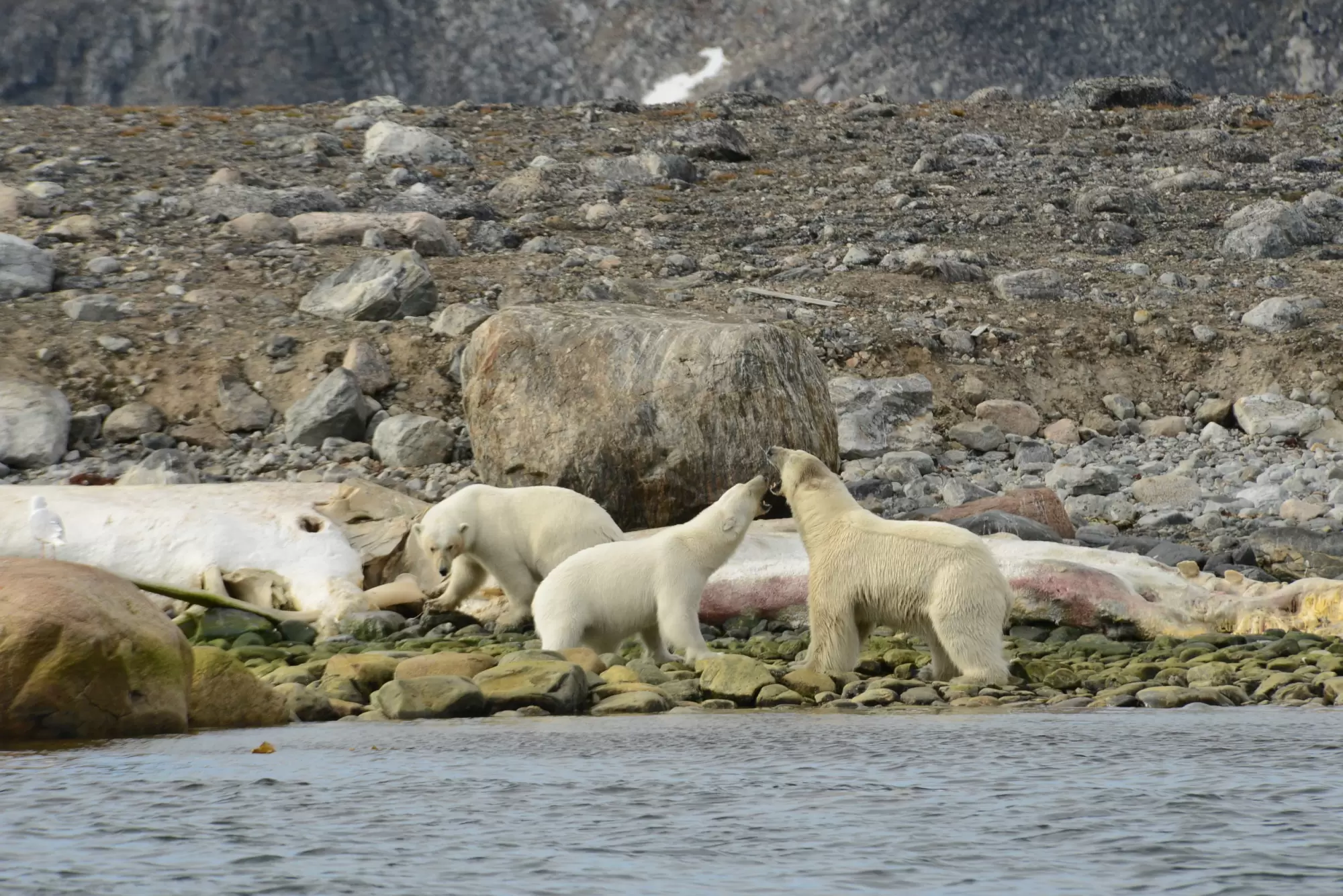 Diaporama : le seigneur de l’Arctique en danger | Crédit photo : Christian Kempf/Grands Espaces | Françoise Blind-Kempinski - Directrice éditoriale et réalisatrice (journaliste Les Echos)