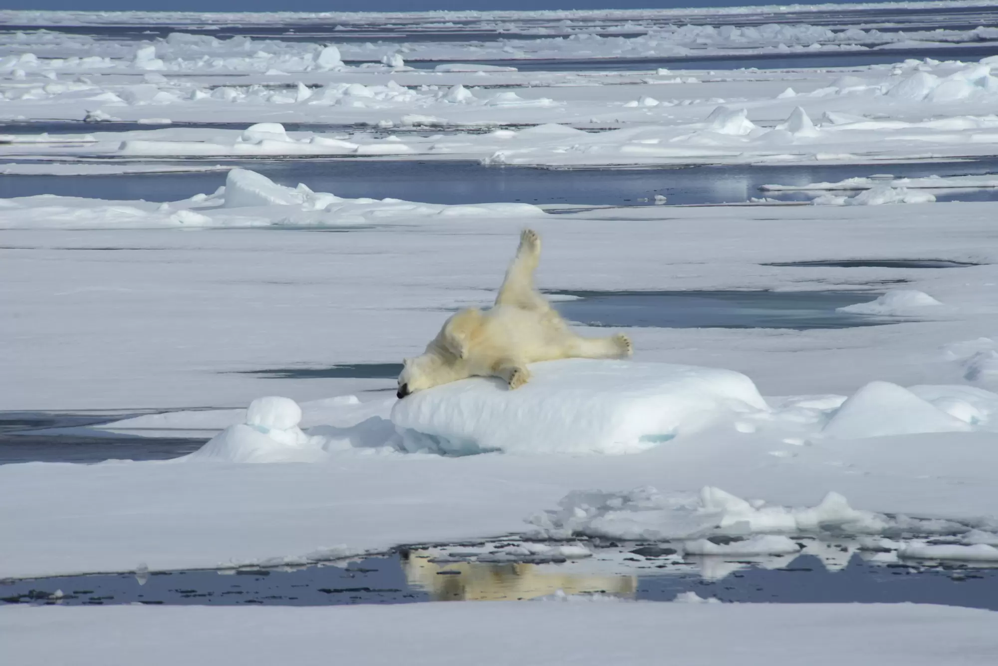Diaporama : le seigneur de l’Arctique en danger | Crédit photo : Christian Kempf/Grands Espaces | Françoise Blind-Kempinski - Directrice éditoriale et réalisatrice (journaliste Les Echos)
