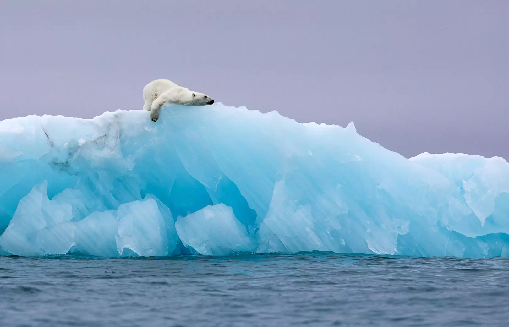 Diaporama : le seigneur de l’Arctique en danger | Crédit photo : Maxime Barthelmé | Françoise Blind-Kempinski - Directrice éditoriale et réalisatrice (journaliste Les Echos)