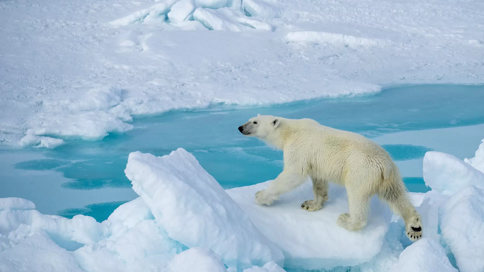 Diaporama : le seigneur de l’Arctique en danger | Crédit photo : Jonathan Zaccaria | Françoise Blind-Kempinski - Directrice éditoriale et réalisatrice (journaliste Les Echos)