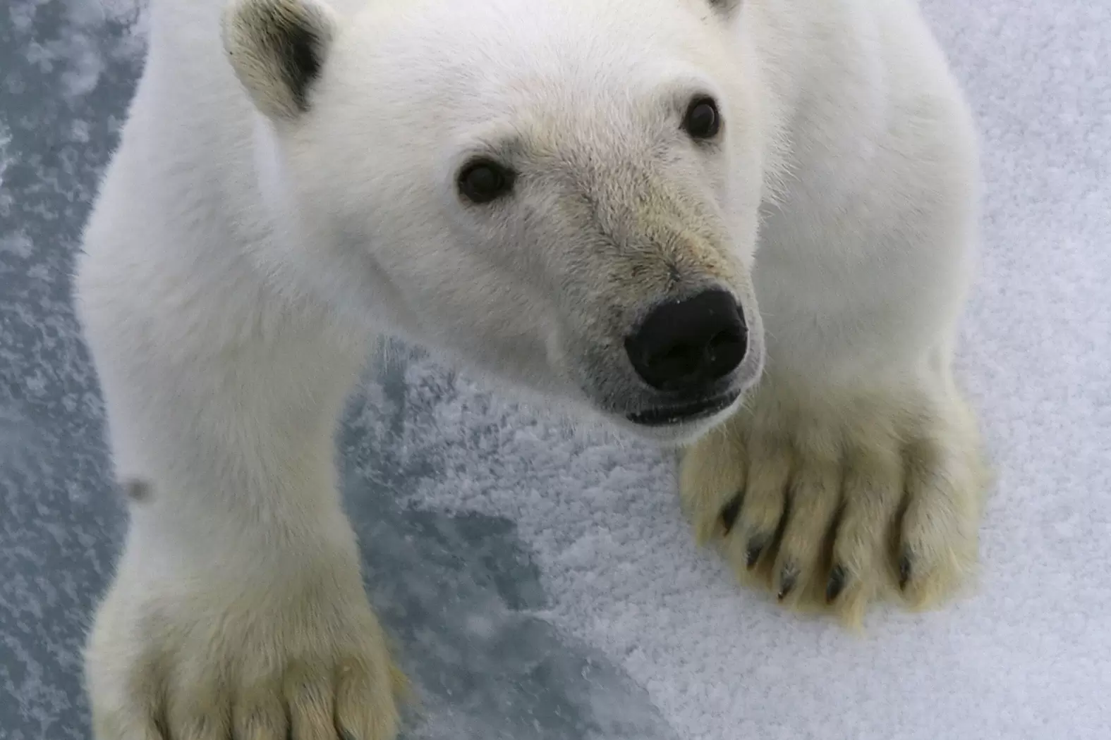 Diaporama : le seigneur de l’Arctique en danger | Crédit photo : Christian Kempf/Grands Espaces | Françoise Blind-Kempinski - Directrice éditoriale et réalisatrice (journaliste Les Echos)