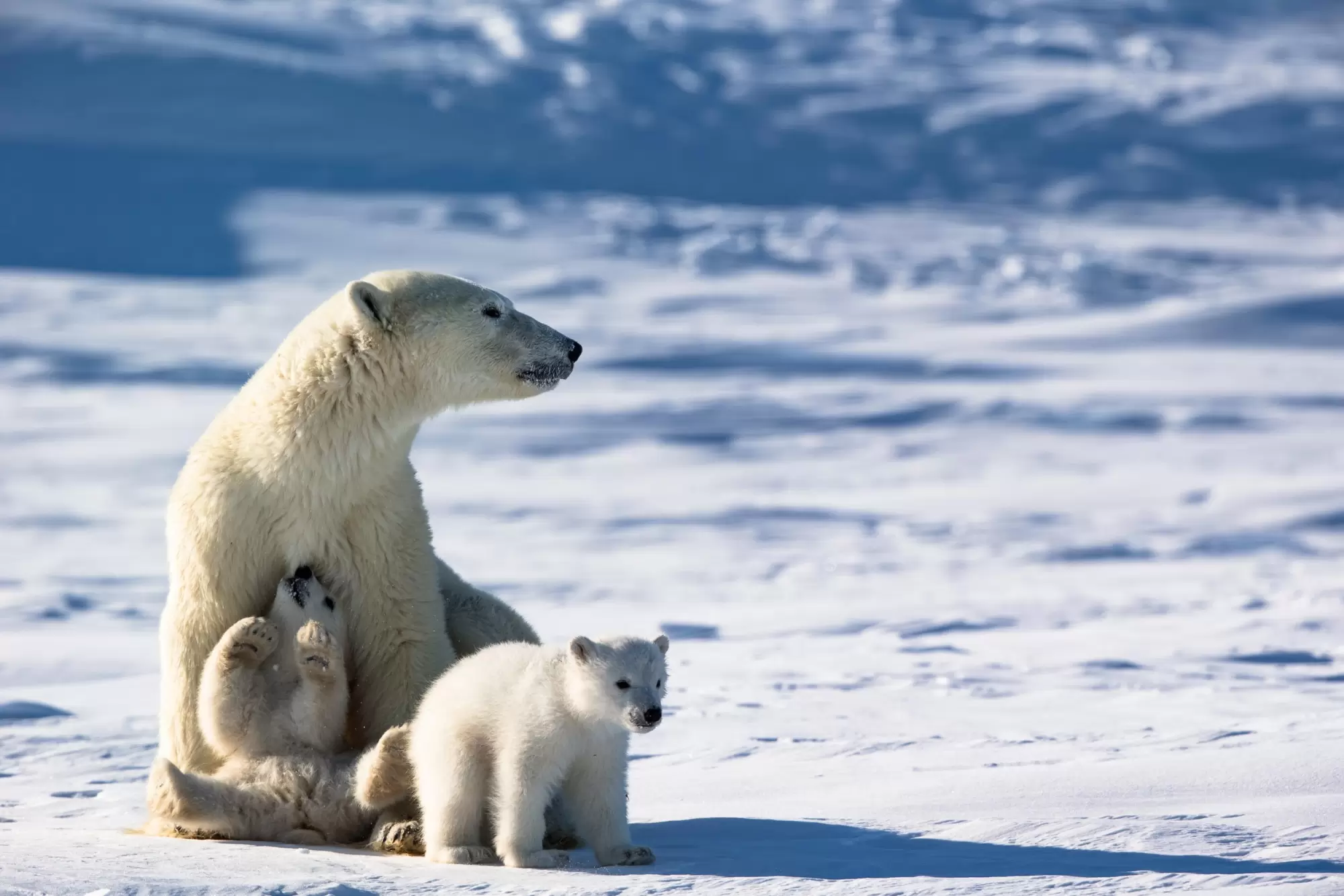 Diaporama : le seigneur de l’Arctique en danger | Crédit photo : Meril Darees | Françoise Blind-Kempinski - Directrice éditoriale et réalisatrice (journaliste Les Echos)