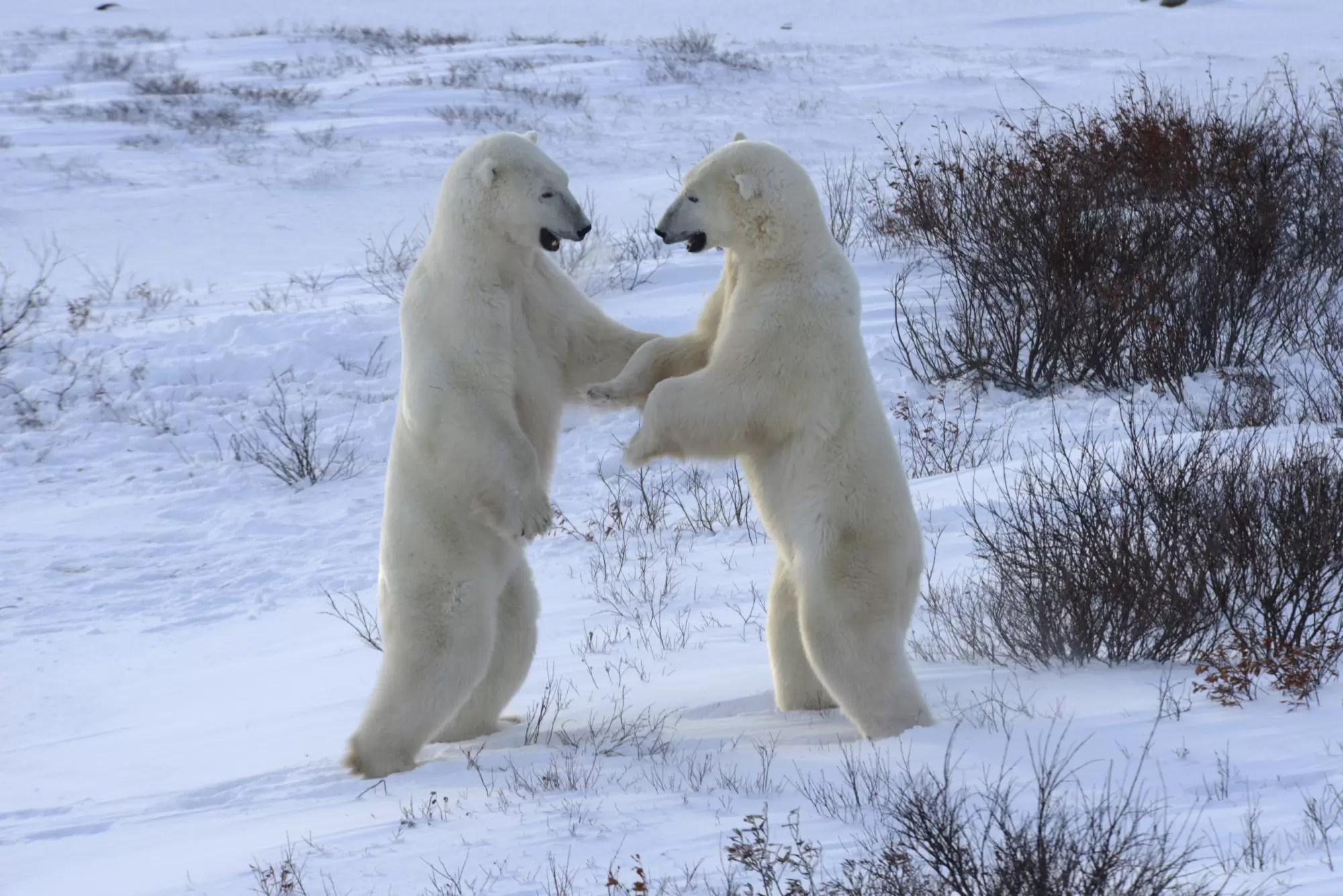 Diaporama : le seigneur de l’Arctique en danger | Crédit photo : Christian Kempf/Grands Espaces | Françoise Blind-Kempinski - Directrice éditoriale et réalisatrice (journaliste Les Echos)