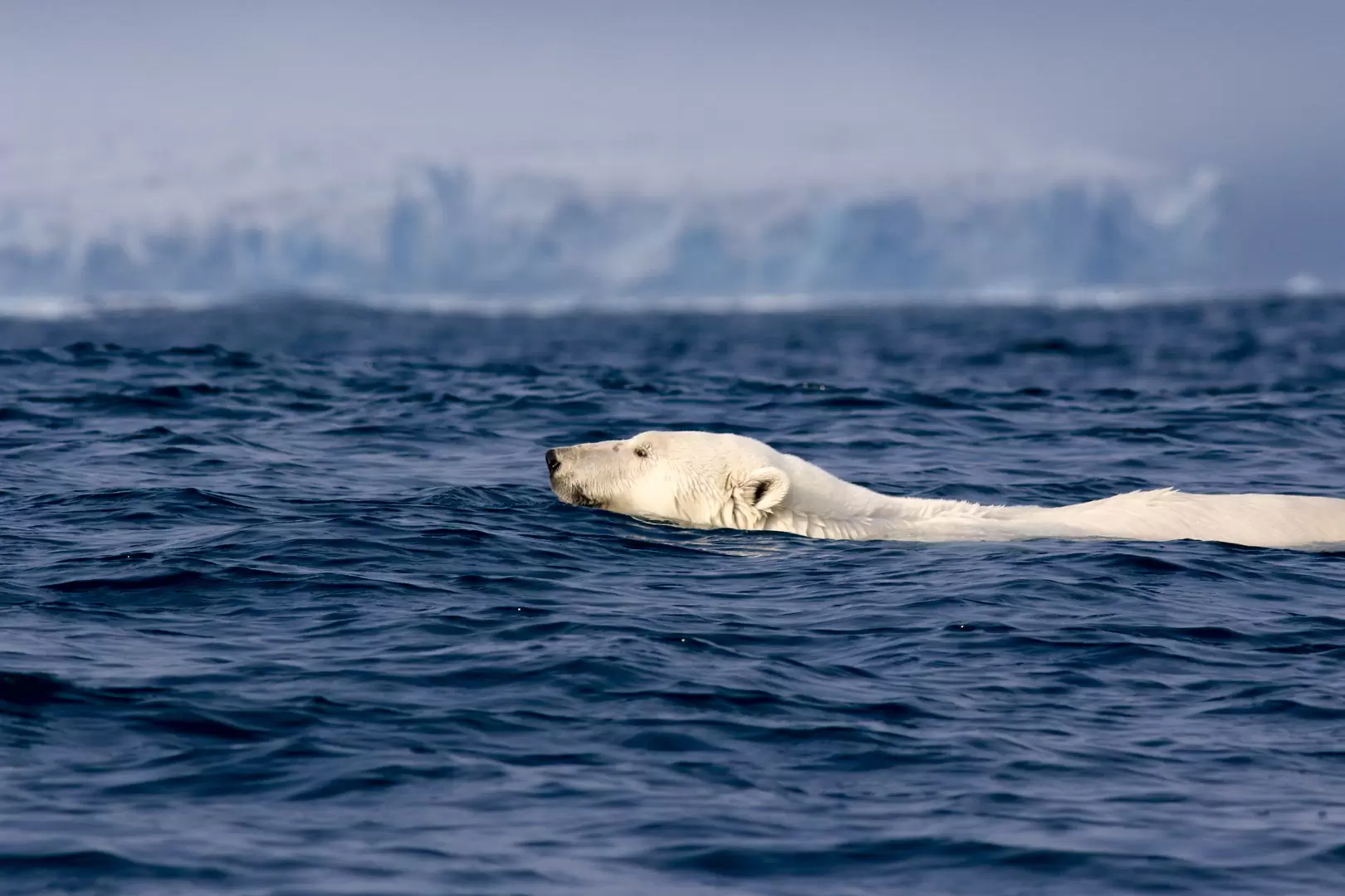 Diaporama : le seigneur de l’Arctique en danger | Crédit photo : Maxime Barthelmé | Françoise Blind-Kempinski - Directrice éditoriale et réalisatrice (journaliste Les Echos)
