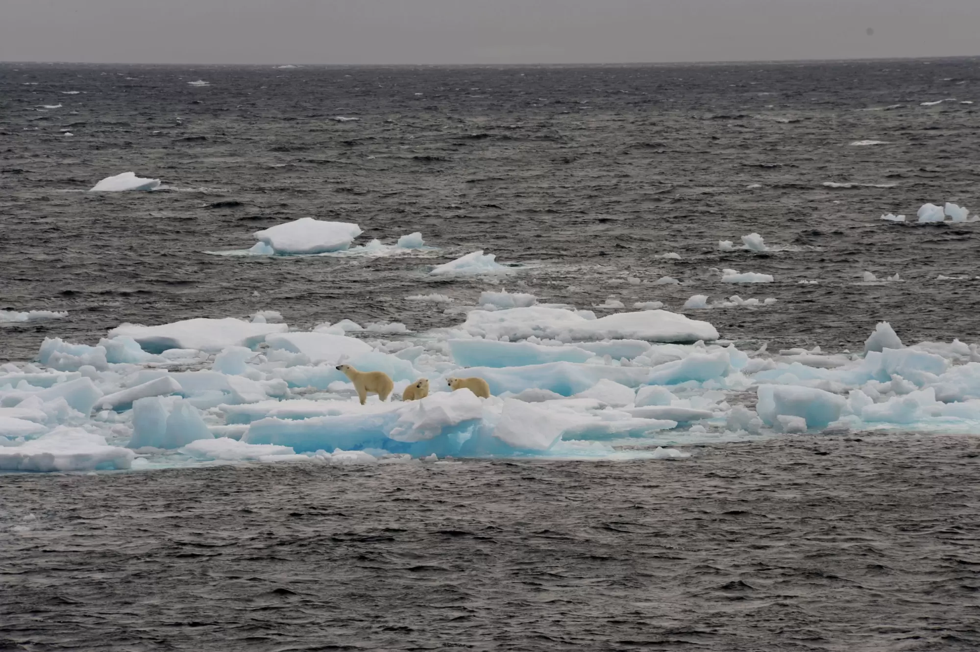 Diaporama : le seigneur de l’Arctique en danger | Crédit photo : Christian Kempf/Grands Espaces | Françoise Blind-Kempinski - Directrice éditoriale et réalisatrice (journaliste Les Echos)