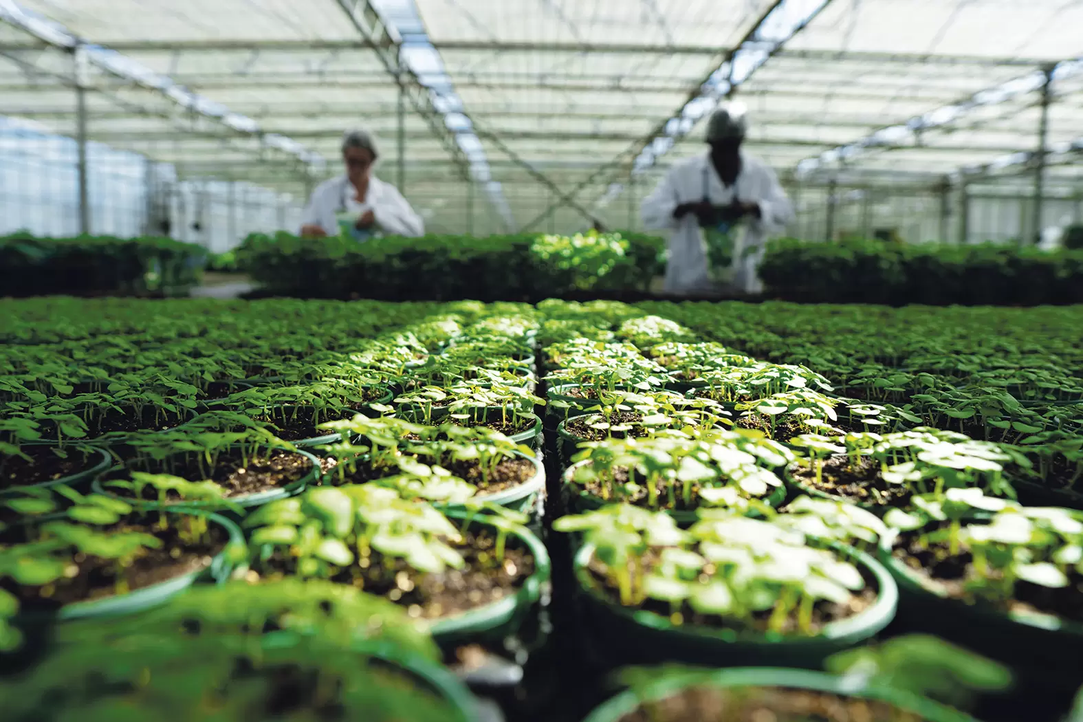 Bioplants, l’entreprise écologique du pot jusqu’à la feuille | La serre de 13.000m² que l’entreprise loue à Saint-Martin-du-Fouilloux abrite une vingtaine d’espèces de plantes aromatiques en pots. Crédit Bioplants | Françoise Blind-Kempinski - Directrice éditoriale et réalisatrice (journaliste Les Echos)
