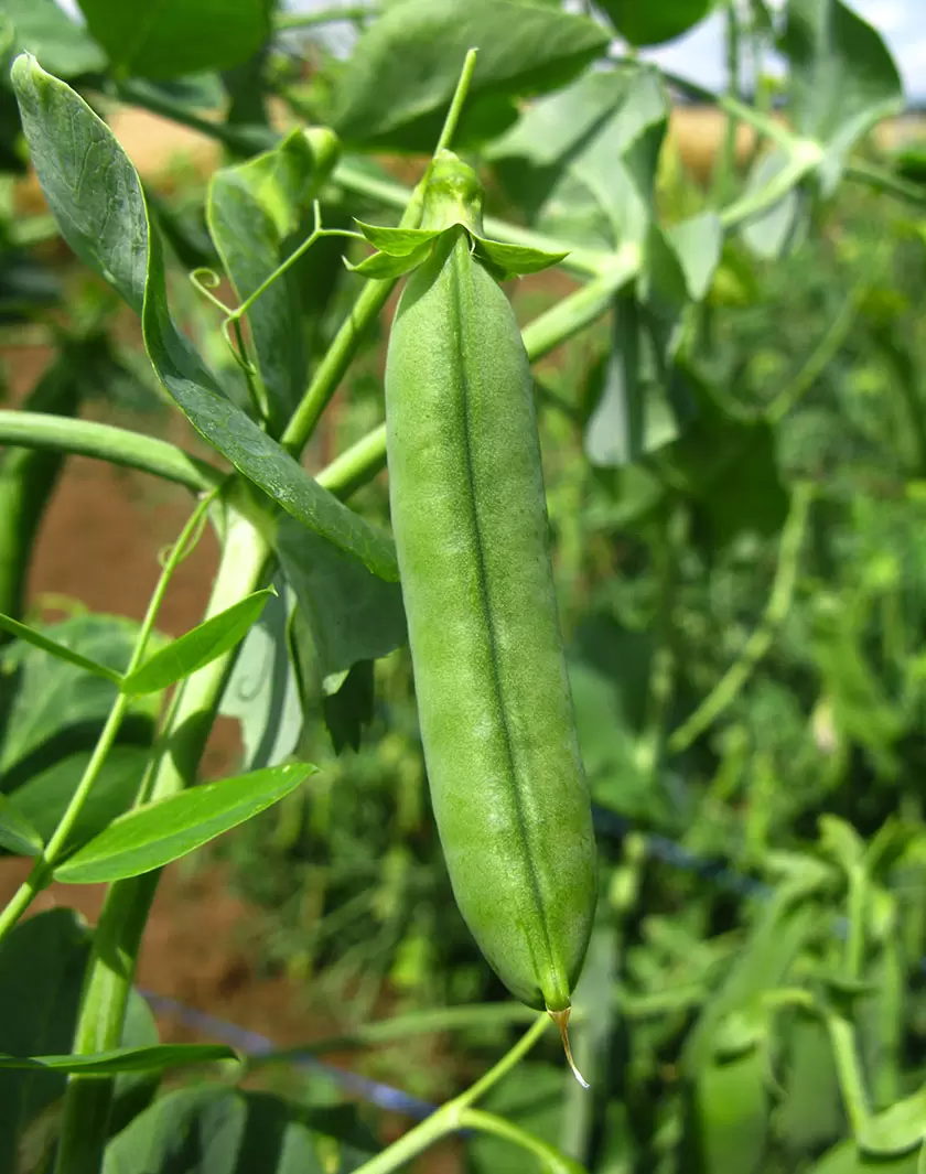 Notre futur passe par les légumineuses | | Françoise Blind-Kempinski - Directrice éditoriale et réalisatrice (journaliste Les Echos)