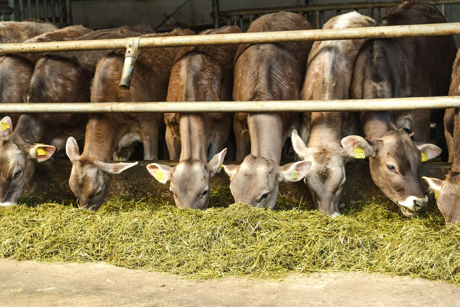 Notre futur passe par les légumineuses | iStock - Soja (nourriture bovine) | Françoise Blind-Kempinski - Directrice éditoriale et réalisatrice (journaliste Les Echos)