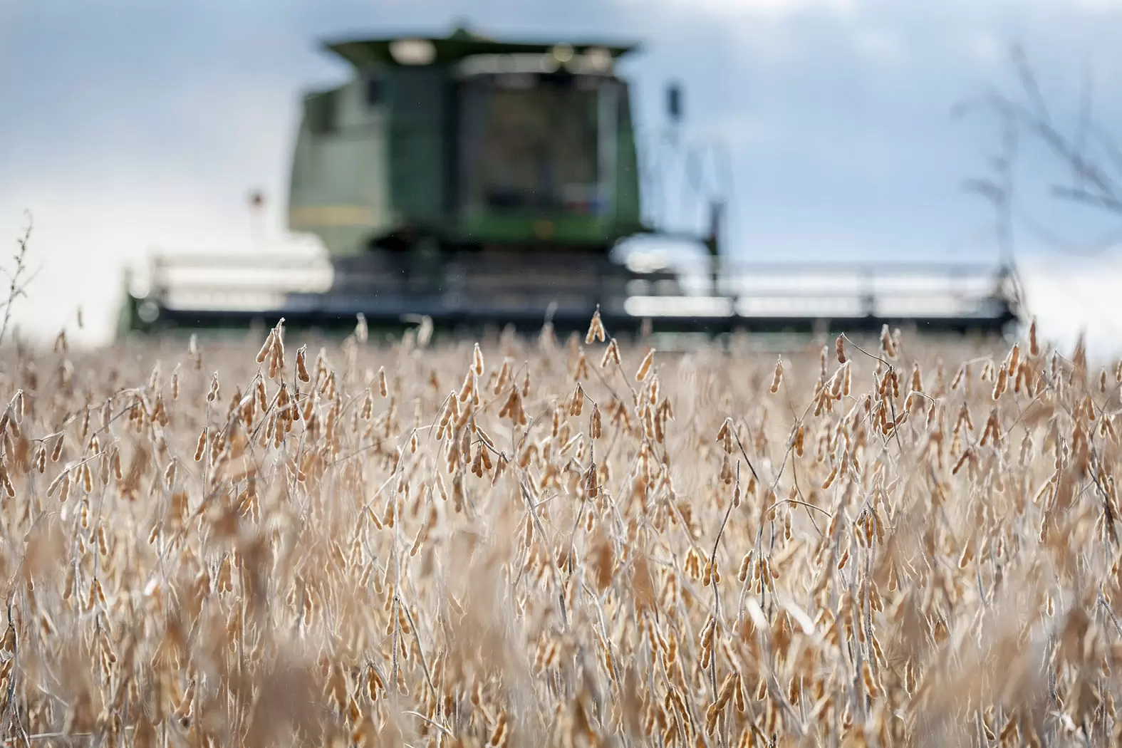 Notre futur passe par les légumineuses | Champ de soja à Jarrettsville, Maryland, USA. iStock | Françoise Blind-Kempinski - Directrice éditoriale et réalisatrice (journaliste Les Echos)