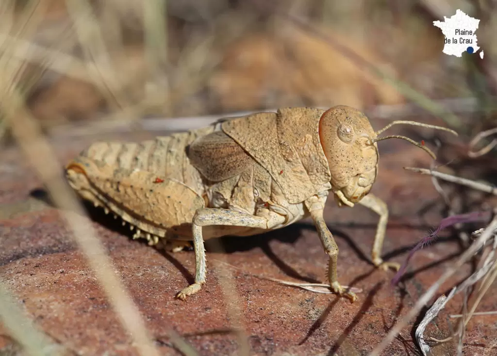 10 espèces d’insectes menacées en France | Crédit photo : Axel Hochkirch | Françoise Blind-Kempinski - Directrice éditoriale et réalisatrice (journaliste Les Echos)