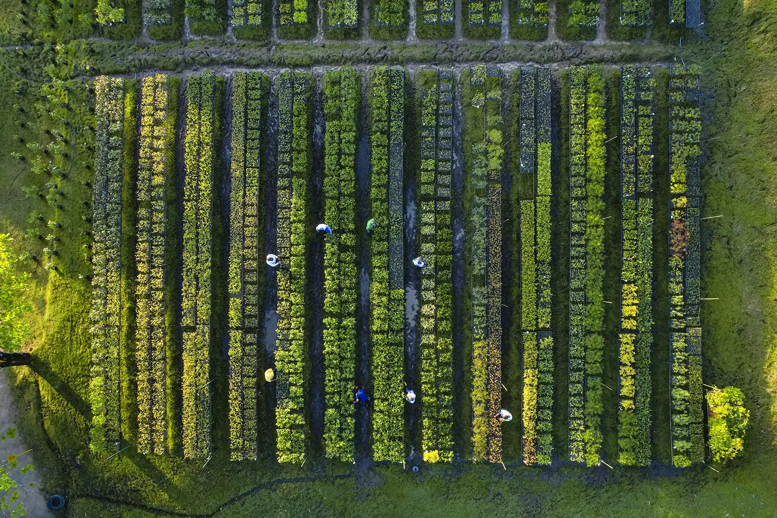 Anita Studer, une irrésistible écologiste | Une nurserie de jeunes arbres de Nordesta. Photo : Rolex/Diego Bresani | Françoise Blind-Kempinski - Directrice éditoriale et réalisatrice (journaliste Les Echos)