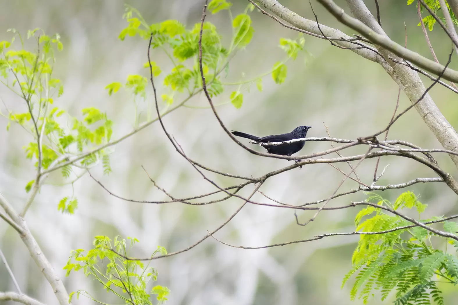 Anita Studer, une irrésistible écologiste | Le Curaeus forbesi (Carouge de Forbes, de la famille des Ictéridés). Plutôt que de prendre comme objet de thèse un oiseau voué à la mort, la scientifique prend une décision fondatrice : sauver la forêt de Pedra Talhada. Photo : Rolex/Diego Bresani | Françoise Blind-Kempinski - Directrice éditoriale et réalisatrice (journaliste Les Echos)