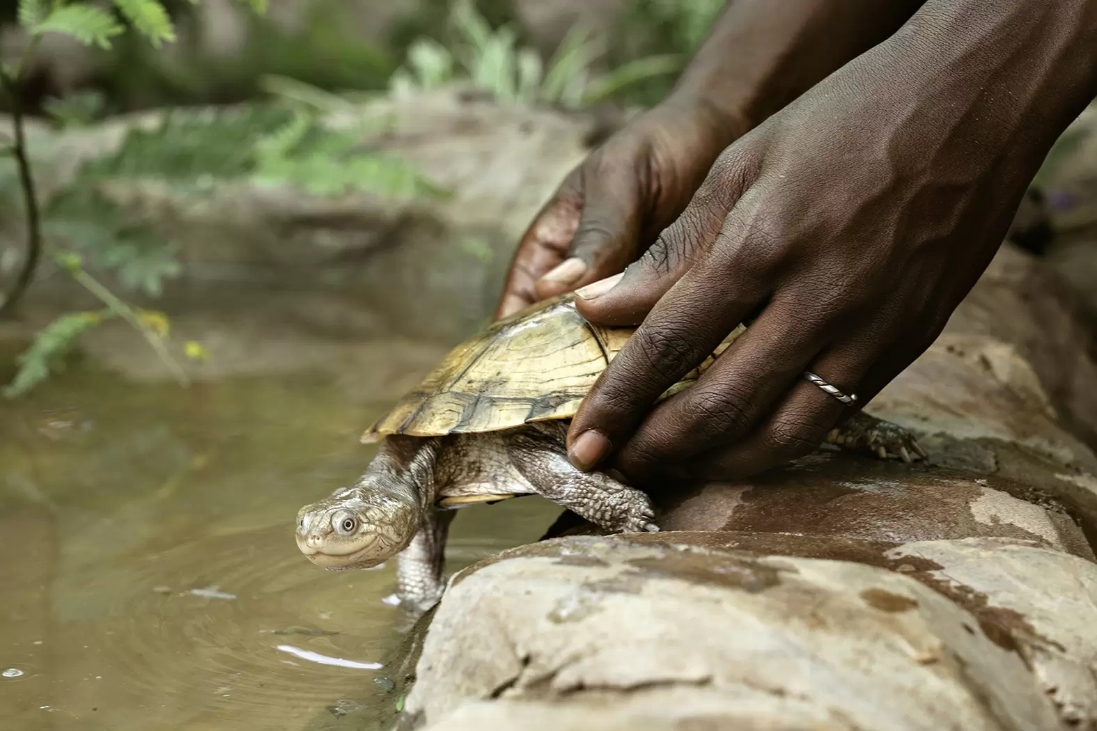 Tomas Diagne multiplie les tortues en Afrique | Une tortue est placée dans l'un des aquariums du Village des Tortues de Noflaye situé près de Dakar. Crédit : Eva Diallo/Rolex | Françoise Blind-Kempinski - Directrice éditoriale et réalisatrice (journaliste Les Echos)