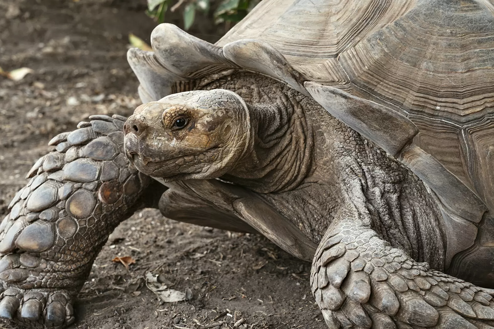 Tomas Diagne multiplie les tortues en Afrique | La tortue Sulcata, la troisième plus grande espèce de tortue au monde | Françoise Blind-Kempinski - Directrice éditoriale et réalisatrice (journaliste Les Echos)
