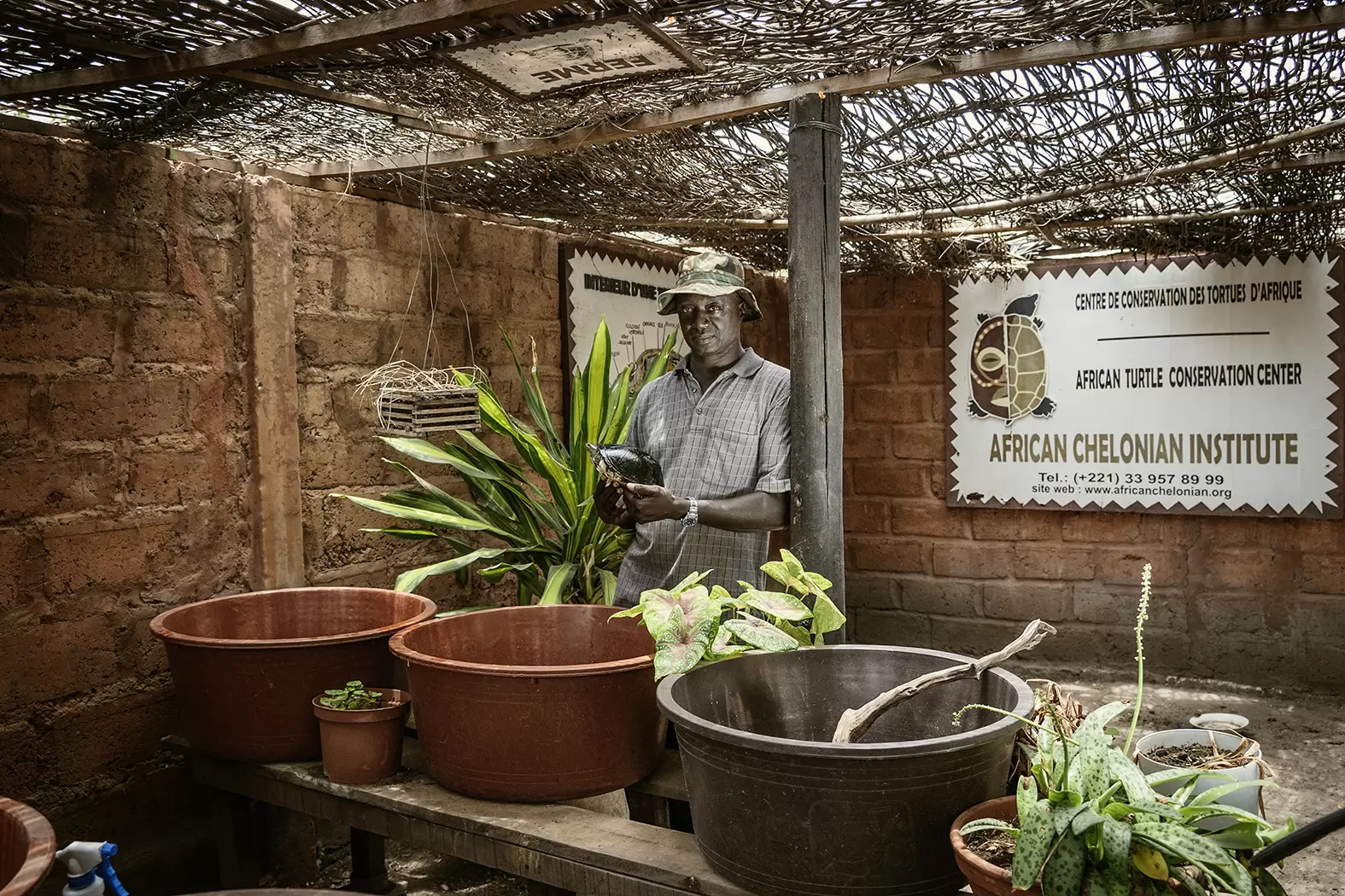 Tomas Diagne multiplie les tortues en Afrique | Tomas Diagne dirige l'African Chelonian Institute qu'il a créé. Crédit : Eva Diallo/Rolex | Françoise Blind-Kempinski - Directrice éditoriale et réalisatrice (journaliste Les Echos)