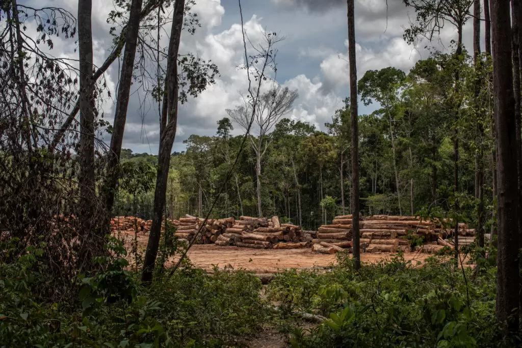 Dix ans pour sauver la forêt tropicale | Bois d'œuvre récolté légalement dans la forêt nationale de Caxiuanã, dans l'État de Pará, au Brésil, en octobre 2019. La déforestation dans la forêt amazonienne, un tampon vital contre le changement climatique, a grimpé en flèche sous le gouvernement d'extrême droite du président Jair Bolsonaro. | Françoise Blind-Kempinski - Directrice éditoriale et réalisatrice (journaliste Les Echos)