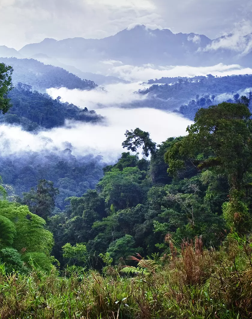 Forêt, CO2 et climat : une chaîne vitale | Getty Images | Françoise Blind-Kempinski - Directrice éditoriale et réalisatrice (journaliste Les Echos)