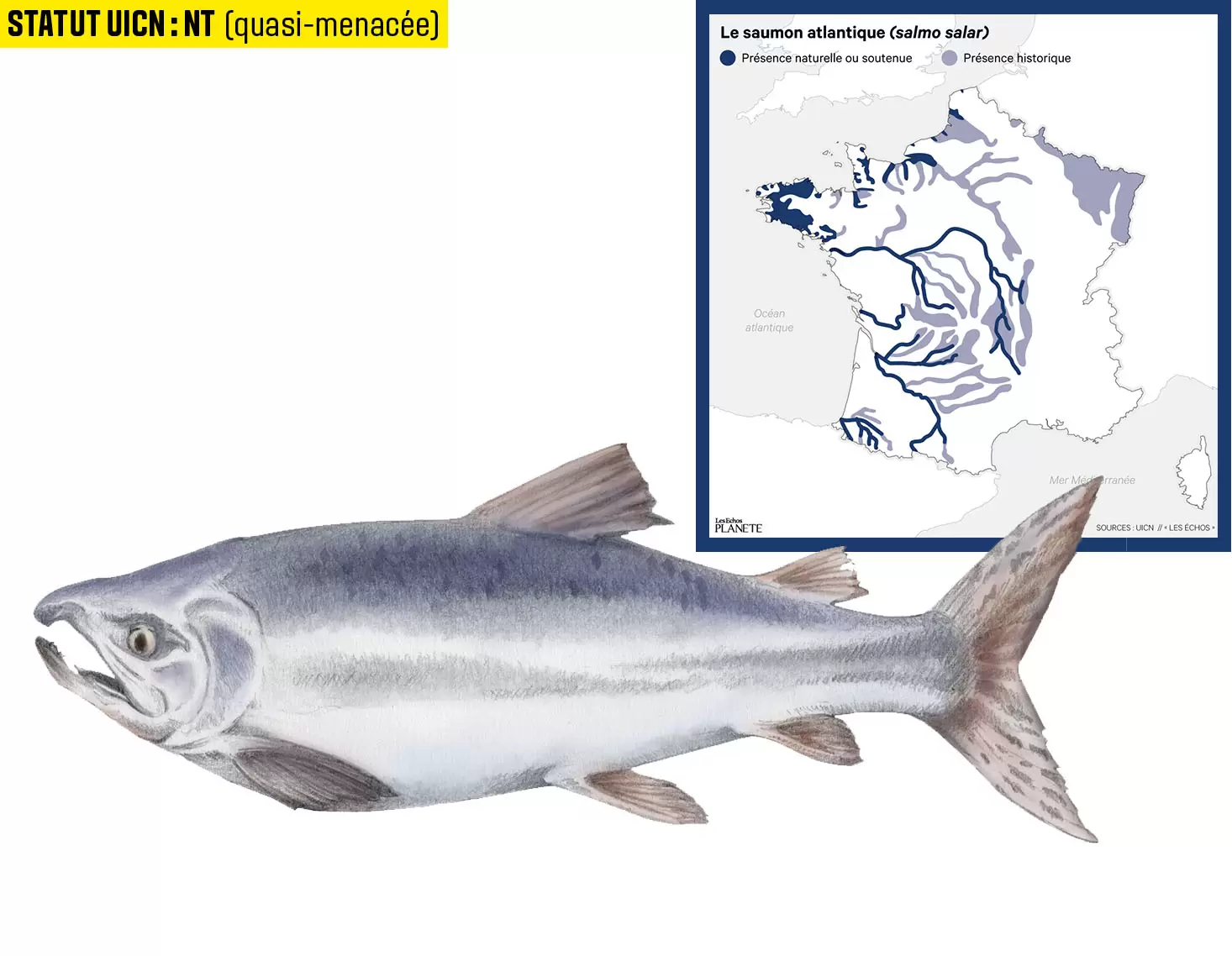 10 espèces de poissons d'eau douce menacées en France | Illustration : Cyril Lachkareff | Françoise Blind-Kempinski - Directrice éditoriale et réalisatrice (journaliste Les Echos)