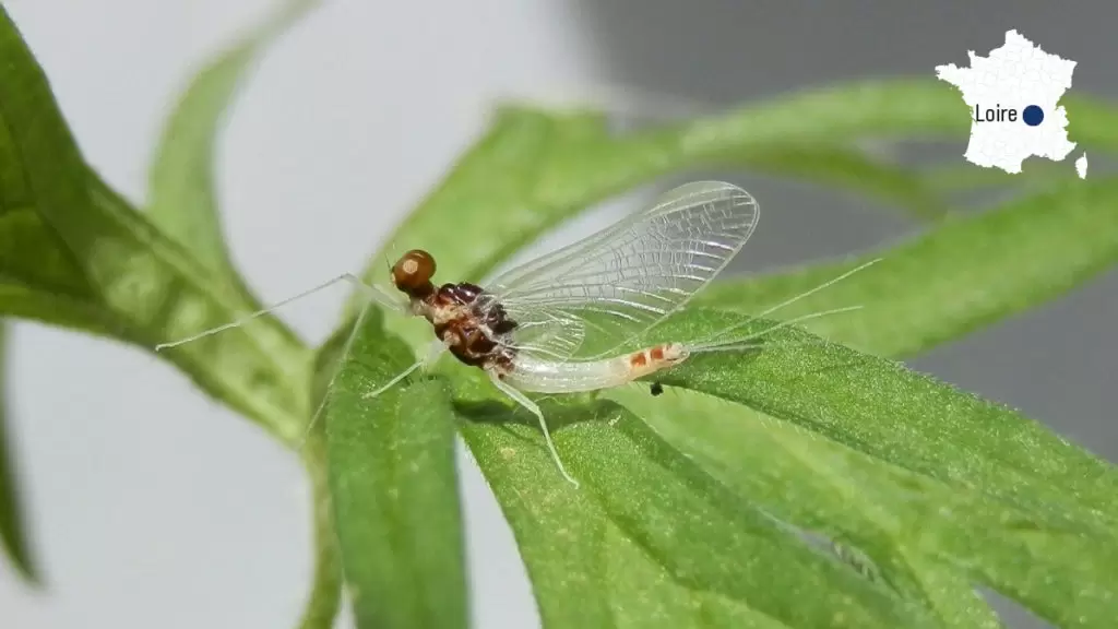 10 espèces d’insectes menacées en France | Crédit photo : Michel Chovet | Françoise Blind-Kempinski - Directrice éditoriale et réalisatrice (journaliste Les Echos)