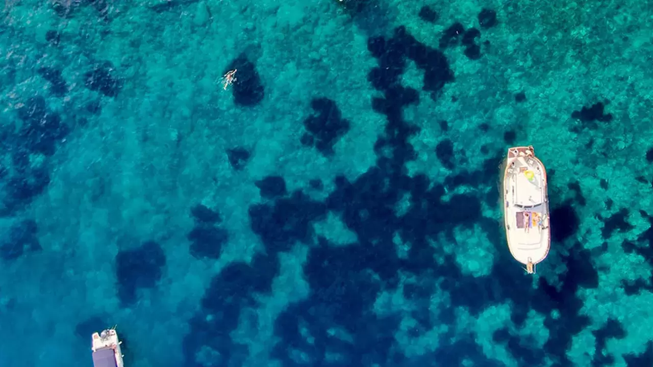 Révolution digitale et protection de la biodiversité, le duo gagnant pour une Méditerranée exemplaire d’ici 2030 | (Shutterstock) | Françoise Blind-Kempinski - Directrice éditoriale et réalisatrice (journaliste Les Echos)