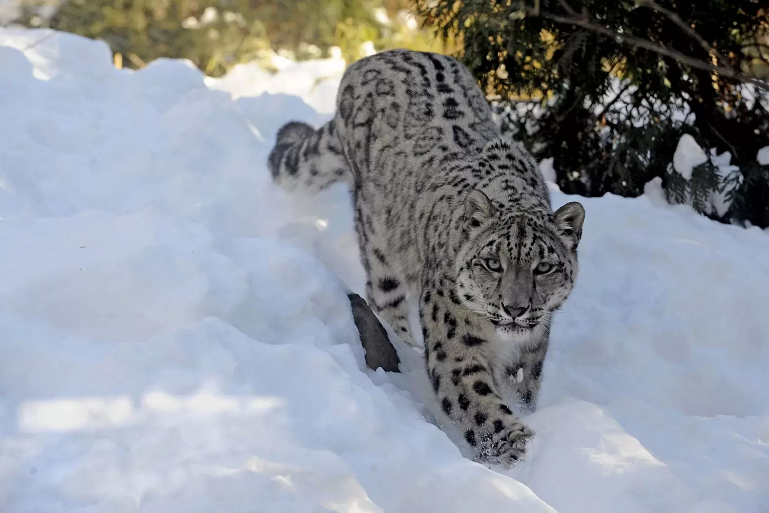 Rodney Jackson danse avec les léopards des neiges | Crédit : Wildlife Conservation Society/ZUMA/REA | Françoise Blind-Kempinski - Directrice éditoriale et réalisatrice (journaliste Les Echos)