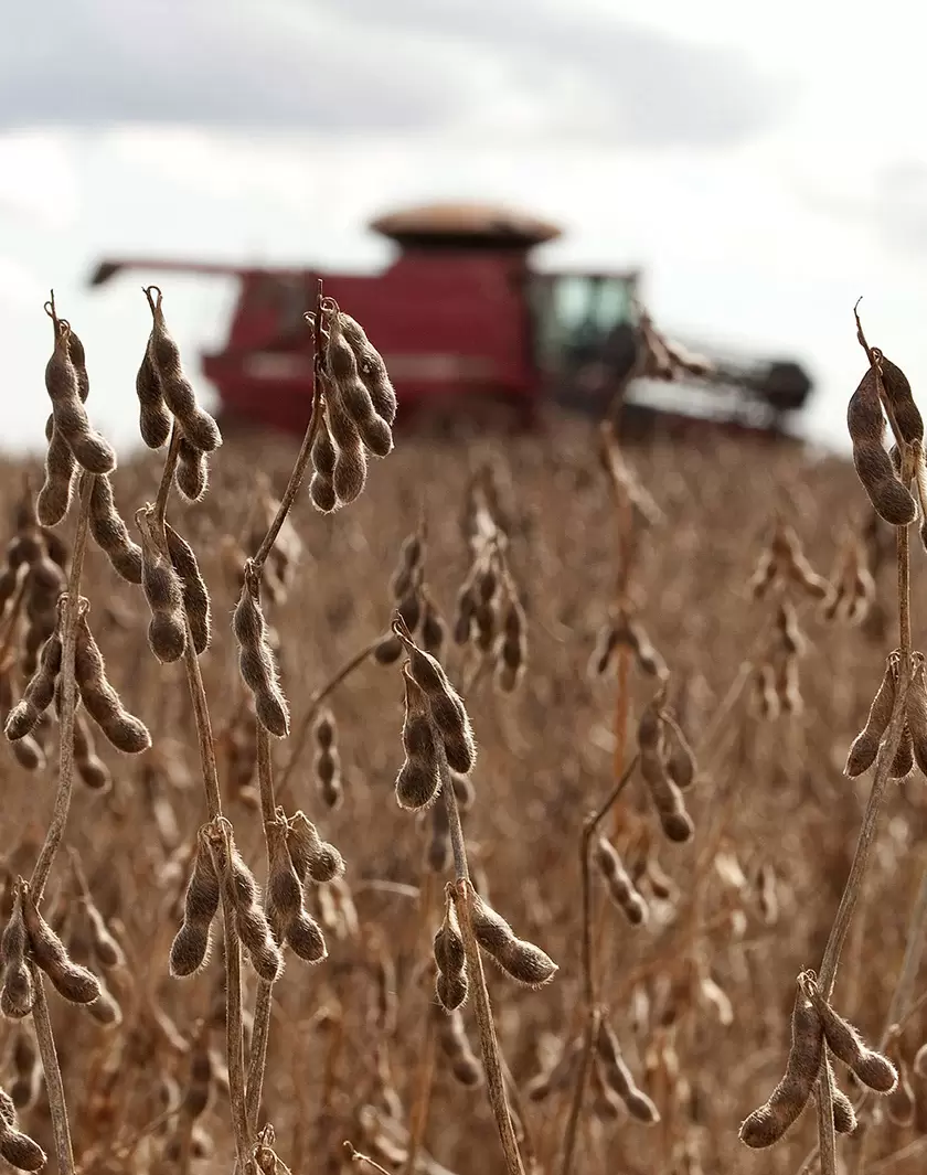 Déforestation : la lutte commence dans nos assiettes | champ de blé. Source (Maurilio Cheli\AP)| Françoise Blind-Kempinski - Directrice éditoriale et réalisatrice (journaliste Les Echos)