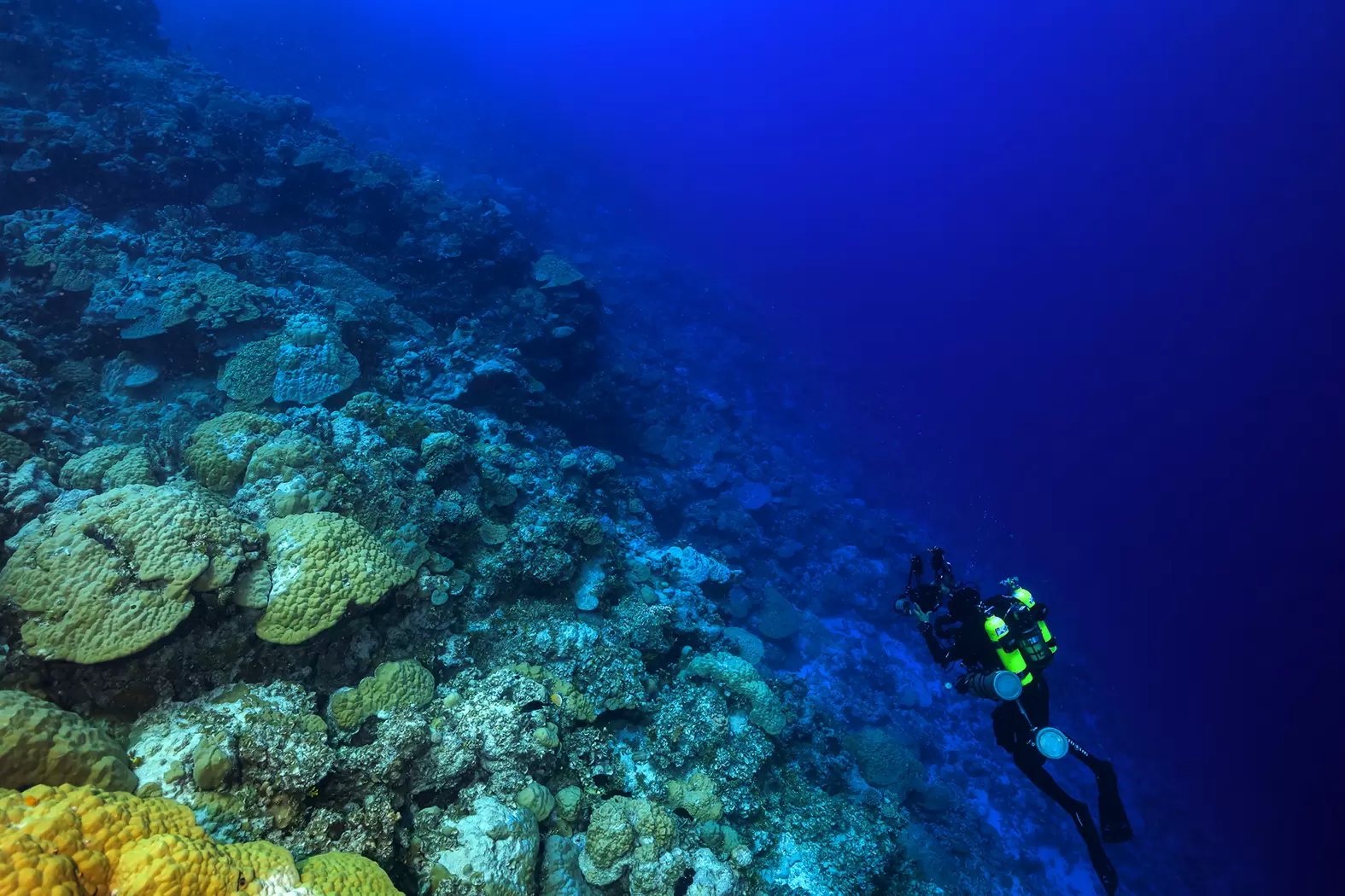Luiz Rocha, le chercheur de poissons | Luiz Rocha, lauréat Rolex Awards 2021, explore et protège les récifs coralliens mésophotiques et leurs biodiversité dans l'océan Indien. Crédit : Tane Sinclair Taylor | Françoise Blind-Kempinski - Directrice éditoriale et réalisatrice (journaliste Les Echos)