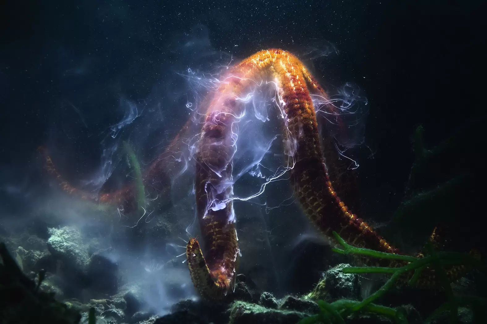 Les lauréats 2022 du prix Wildlife | © Tony Wu / Wildlife Photographer of the Year 2022 | Françoise Blind-Kempinski - Directrice éditoriale et réalisatrice (journaliste Les Echos)