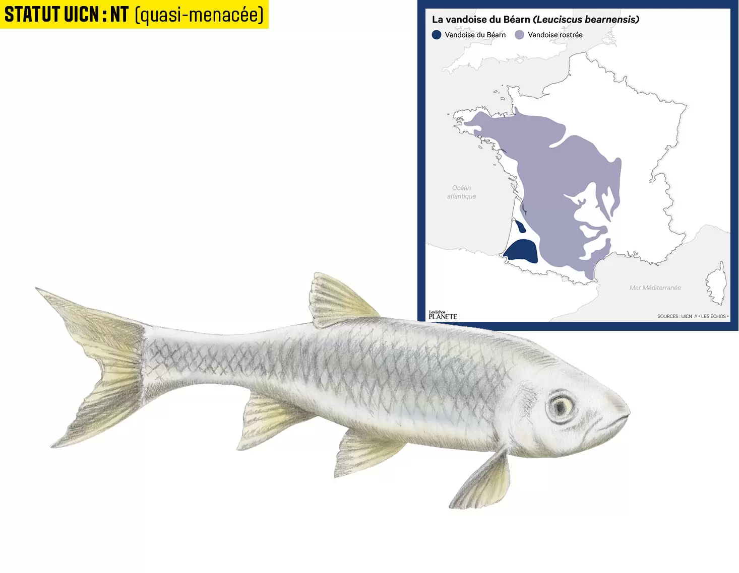 10 espèces de poissons d'eau douce menacées en France | Illustration : Cyril Lachkareff | Françoise Blind-Kempinski - Directrice éditoriale et réalisatrice (journaliste Les Echos)