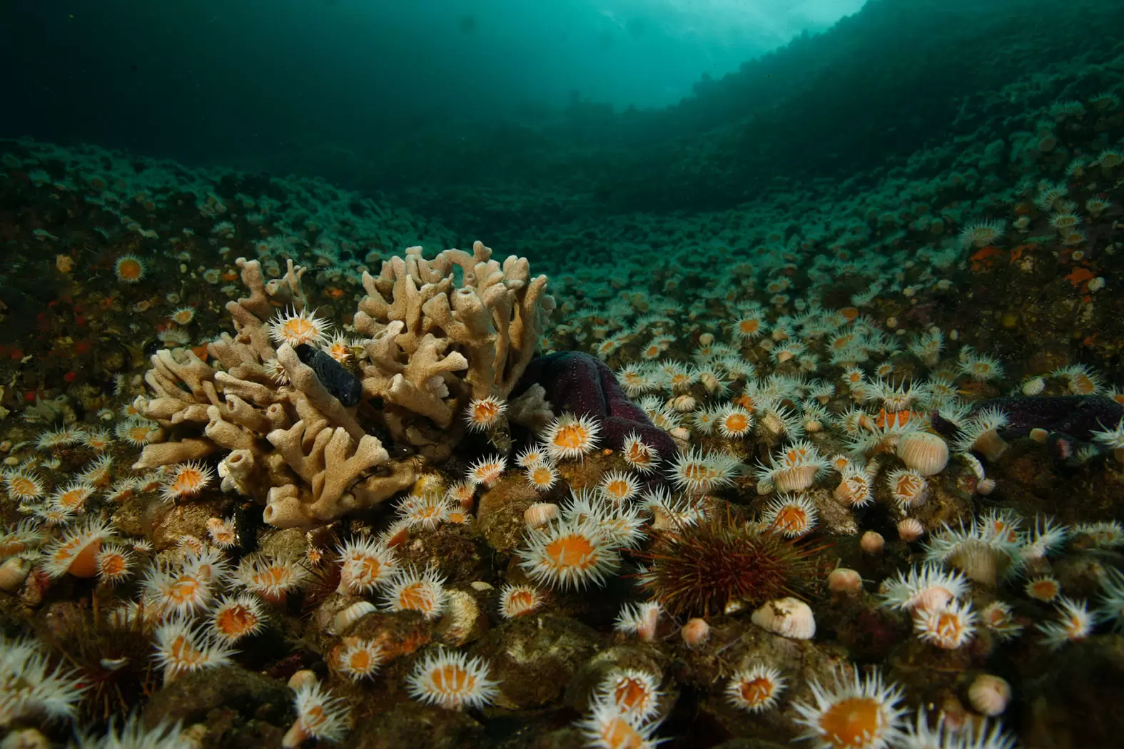 Vreni Häussermann, une vie au service de la biodiversité patagonienne | Les fjords de Patagonie, au centre des recherches de Vreni Häussermann, sont un haut lieu de la biodiversité. Crédit : Vreni Häussermann & Günter Försterra | Françoise Blind-Kempinski - Directrice éditoriale et réalisatrice (journaliste Les Echos)