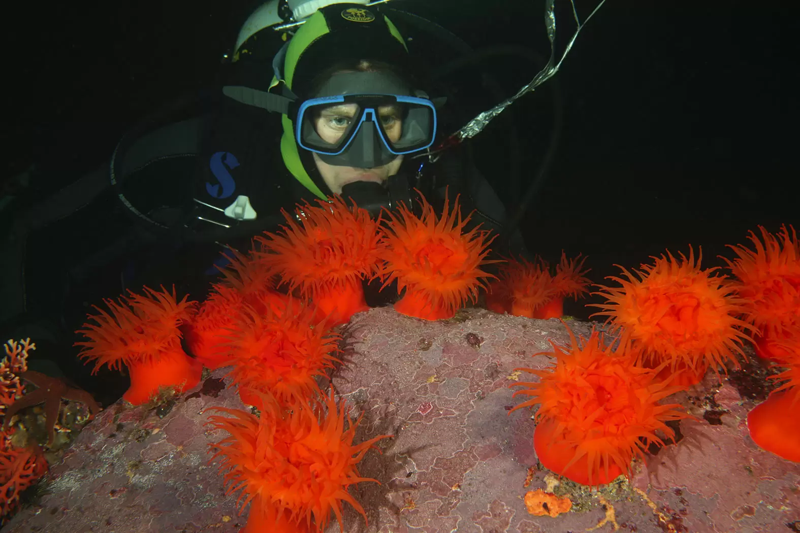 Vreni Häussermann, une vie au service de la biodiversité patagonienne | Anémones de mer (Actinostola chilensis) sur le fond marin de Patagonie.Crédit : Vreni Häussermann & Günter Försterra | Françoise Blind-Kempinski - Directrice éditoriale et réalisatrice (journaliste Les Echos)